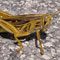 Langosta Schistocerca americana