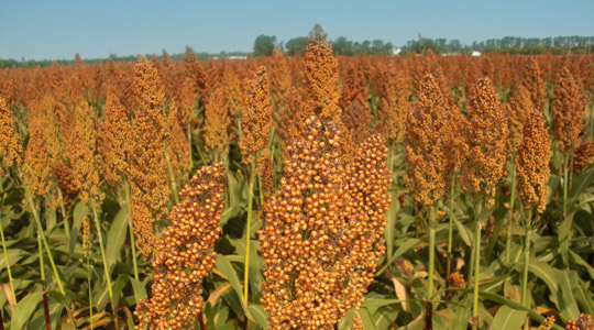 Sorgo