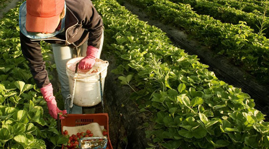 Buenas prácticas agrícolas