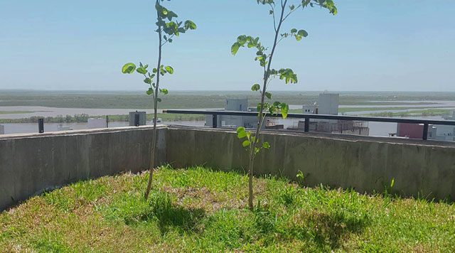 Arboles en terraza