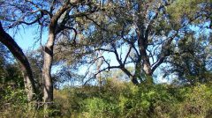 Bosque nativo santafesino