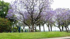 Jacarandá