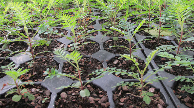 Vivero forestal plantines de jacarandá