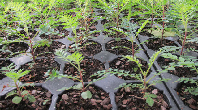 Vivero forestal plantines de jacarandá