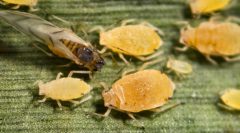 Pulgón amarillo del sorgo Melanaphis sacchari