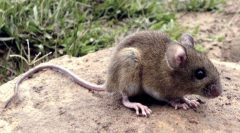 Fiebre hemorrágica argentina ratón maicero