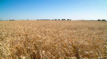 Campo de trigo