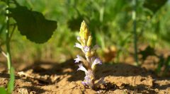 Orobanche, maleza Jopo del girasol