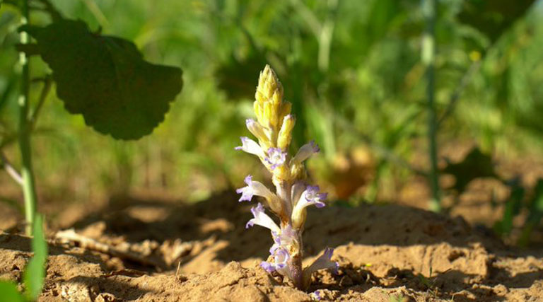 Orobanche, maleza Jopo del girasol